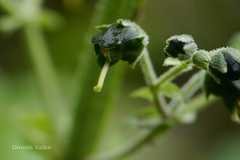 Scrophularia edgeworthii